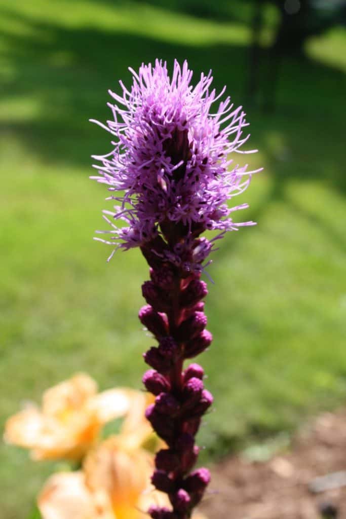 a single purple bloom in the garden