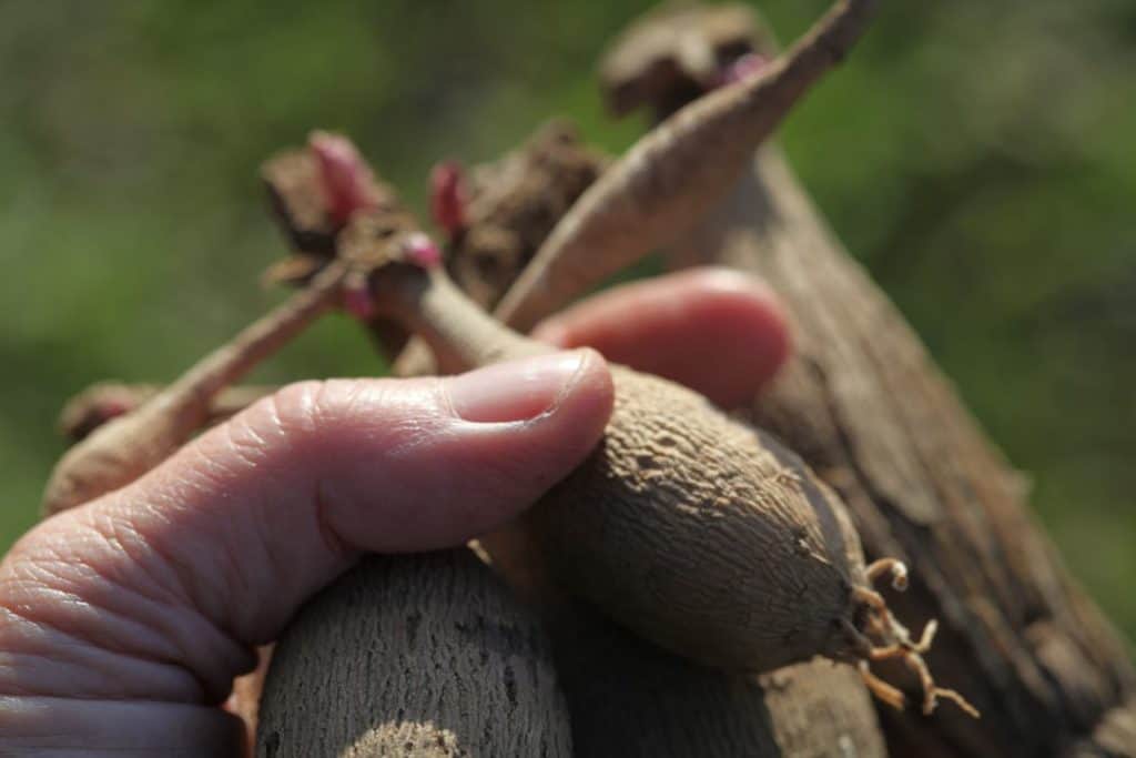 hand holding dahlia tubers with sprouts