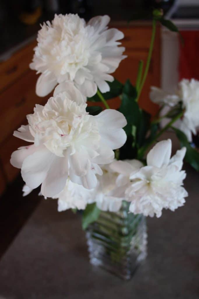 white peonies in a vase