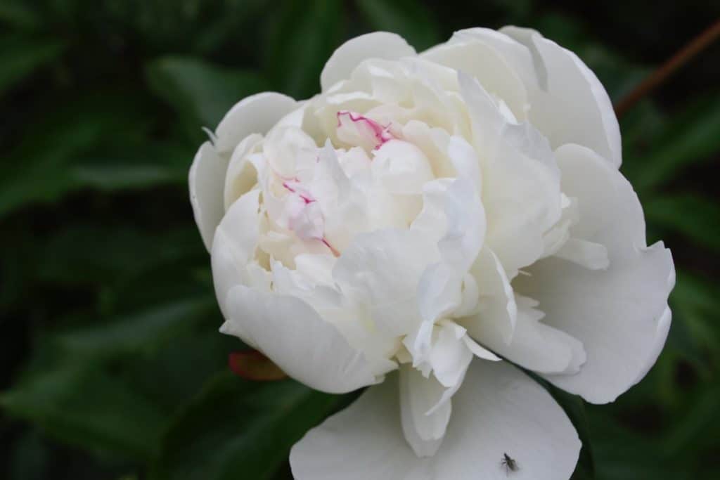 white peony flower against a green background