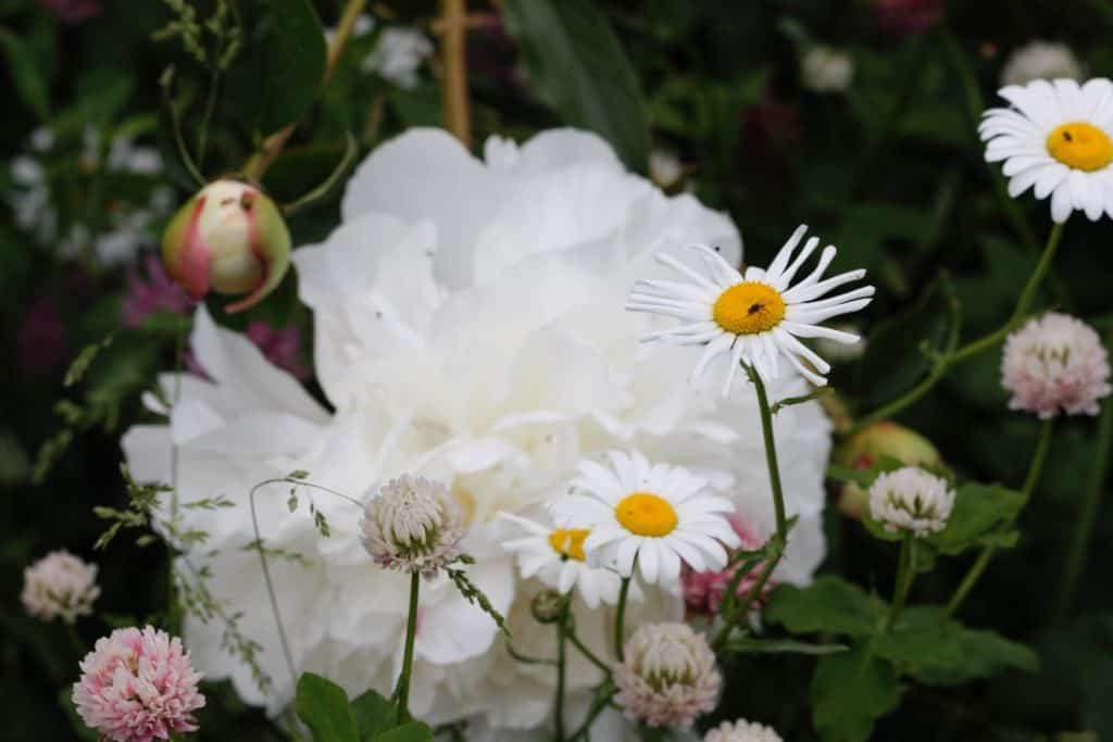 white peony growing in the garden