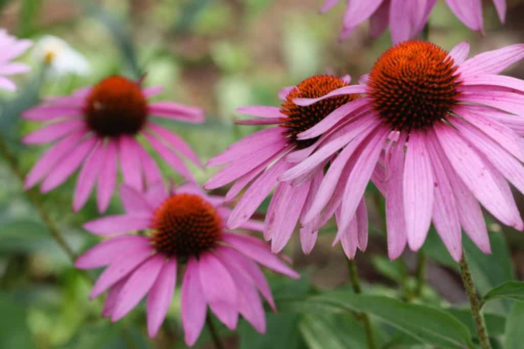 pink Echinacea blooms in the garden