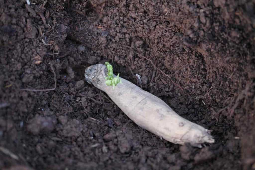 dahlia tuber being planted, showing how to grow cafe au lait dahlias