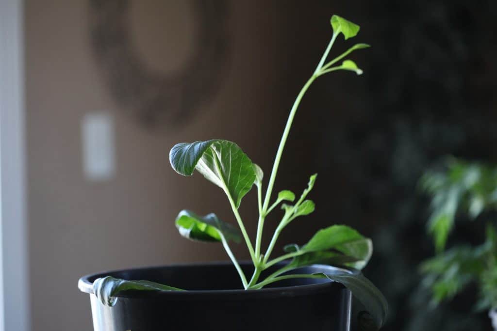dahlia growing in a black pot indoors