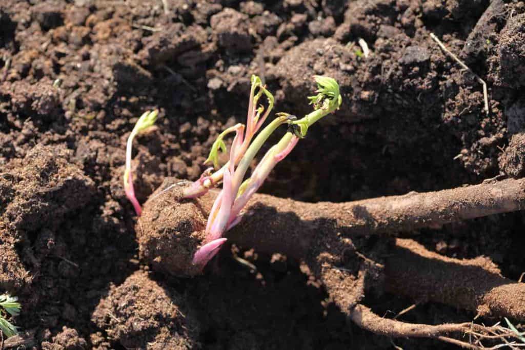 planting a bare root peony
