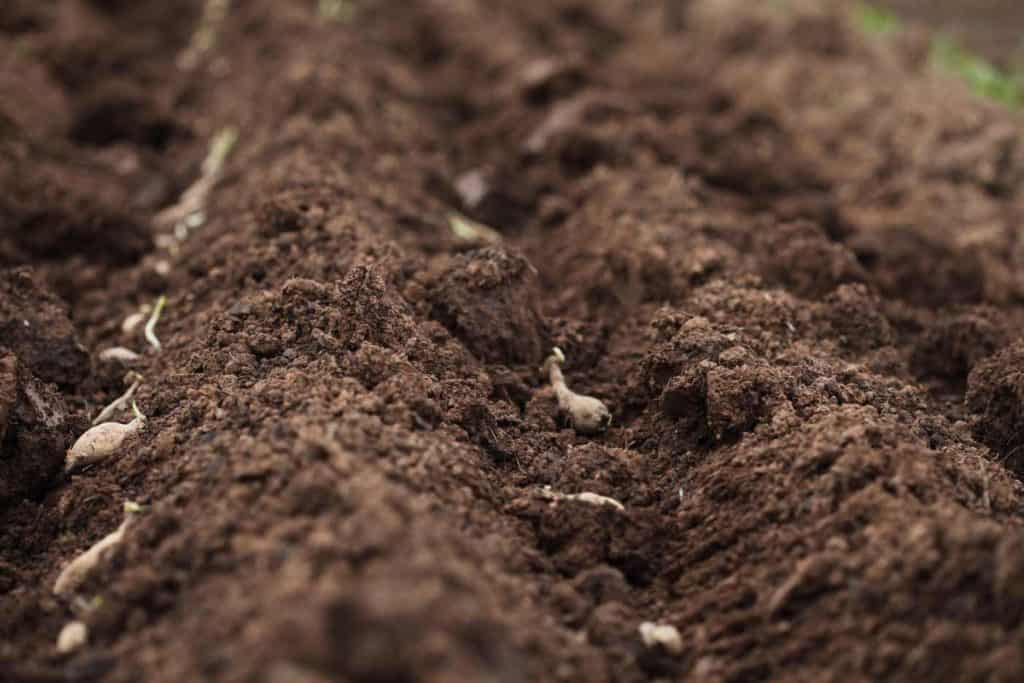 planting dahlia tubers in the dirt