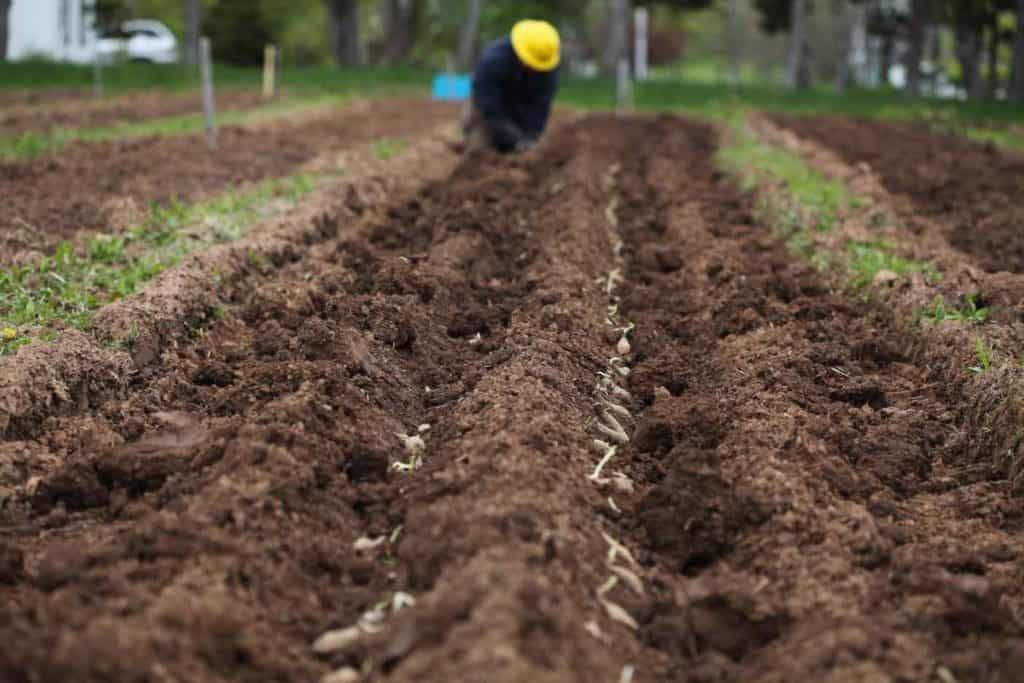 planting dahlia tubers in the ground