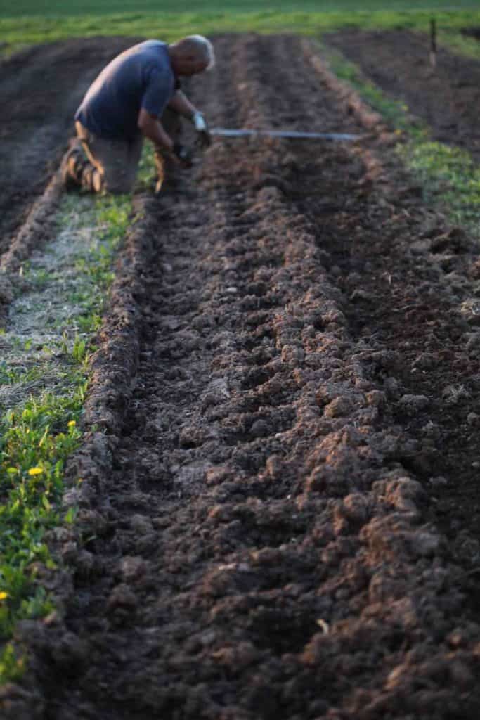 planting dahlia tubers into holes in the dirt