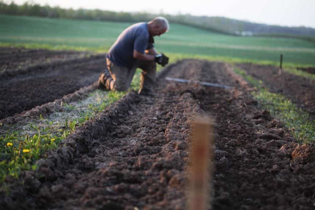planting dahlia tubers, with green fields in the background