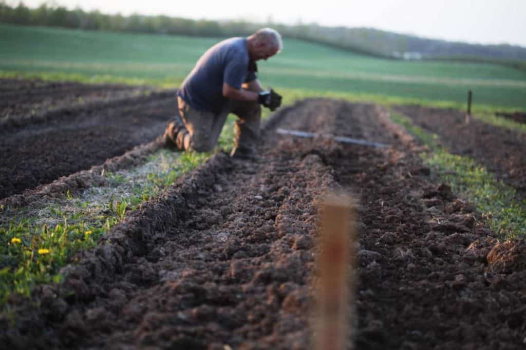 How To Plant Dahlia Tubers In Spring - Farmhouse & Blooms