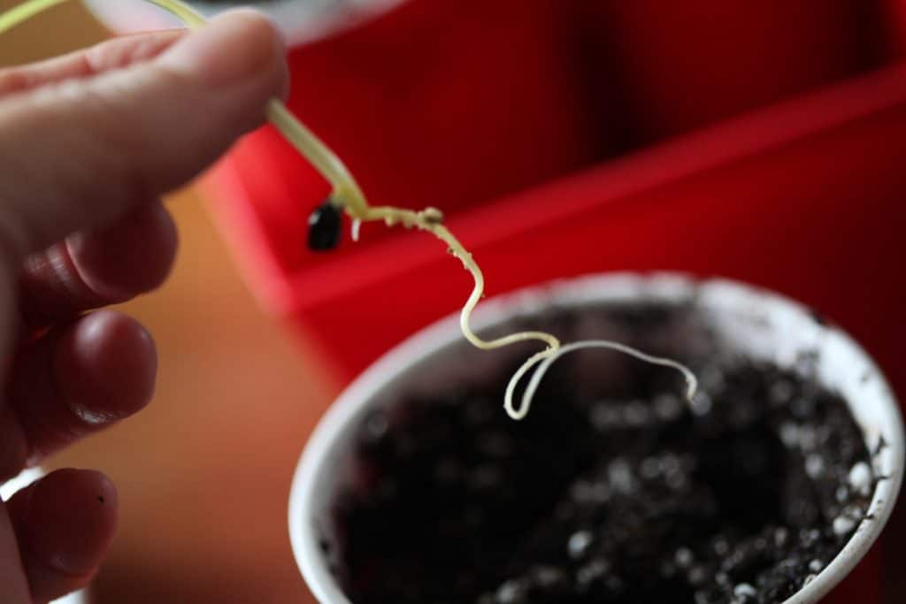 planting daylily seeds and seedlings