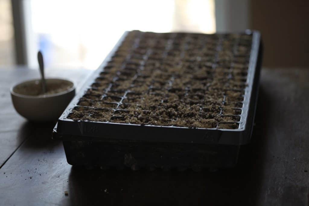 cell tray with soil and vermiculite, showing how to plant seeds indoors- how to plant liatris from seed