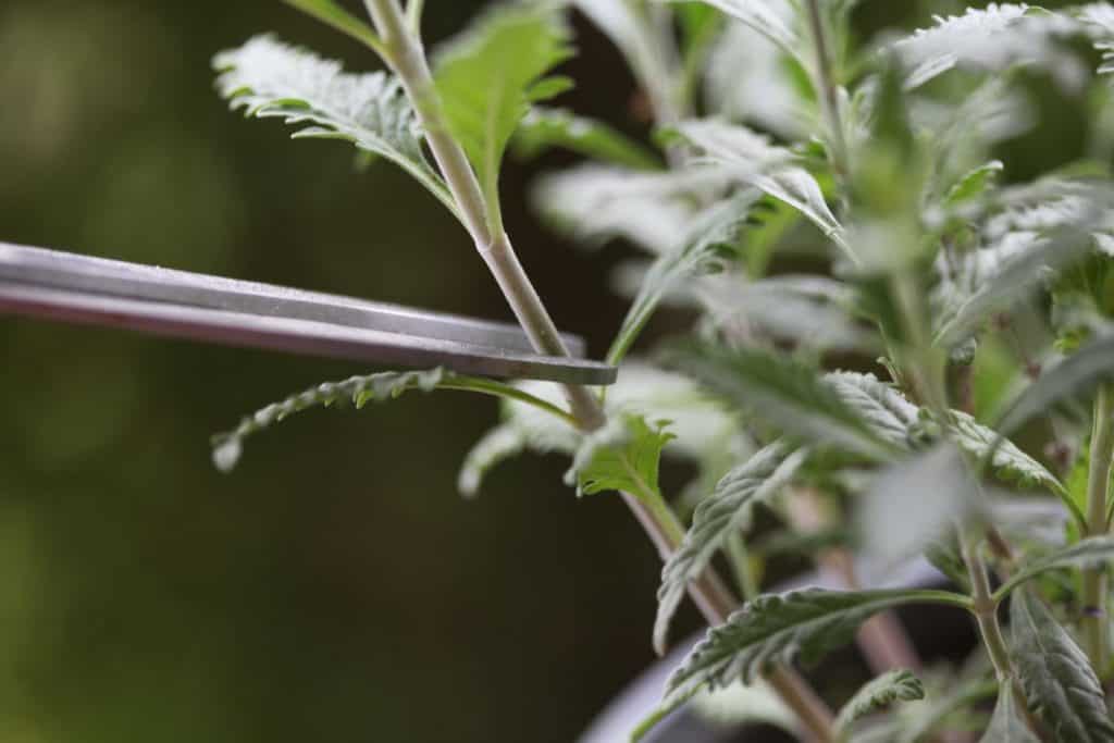 taking cuttings of Russian Sage