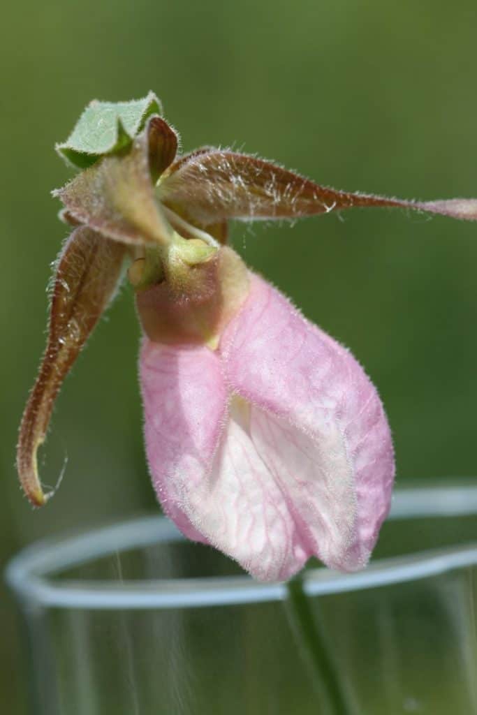 pink lady slipper showing entry point for the pollinators