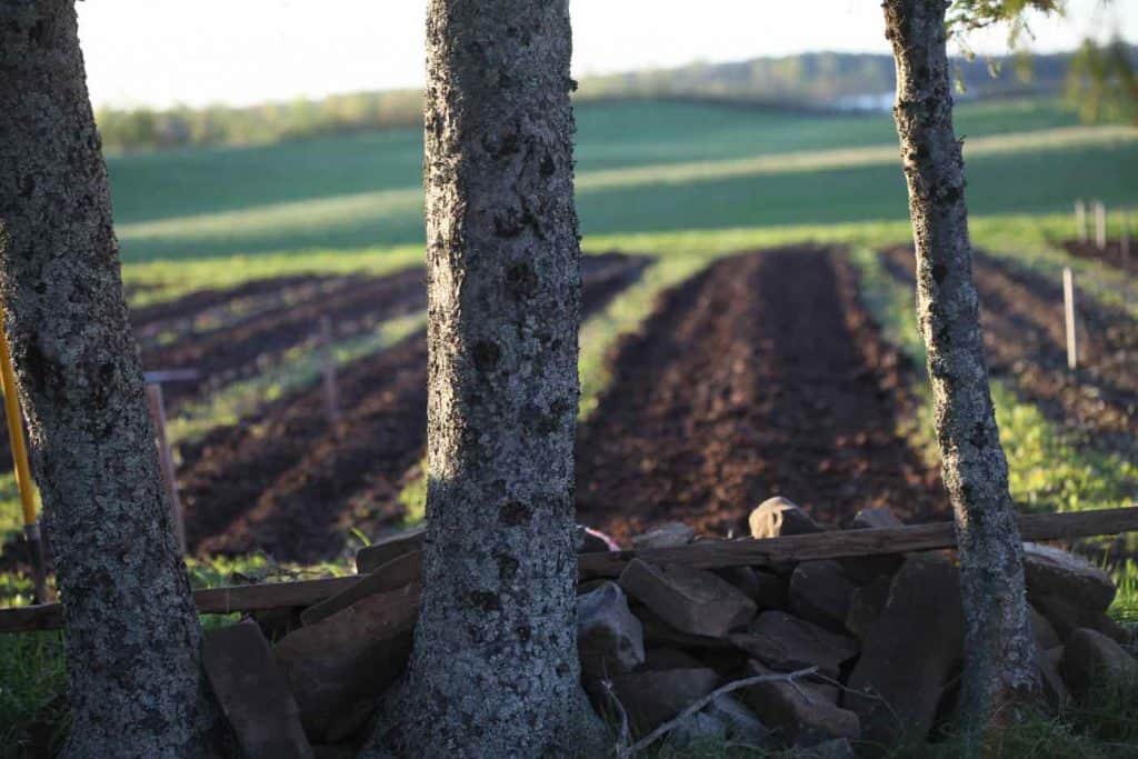 rows in the garden showing how to plant dahlia tubers