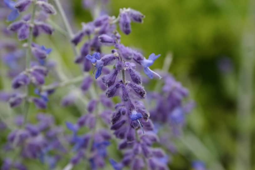 purple blooms with a green blurred background