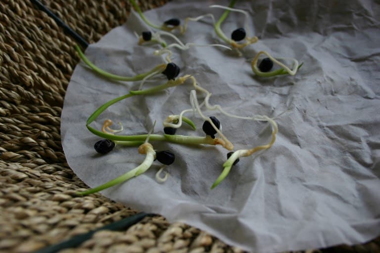 daylily seeds germinated in moist coffee filter