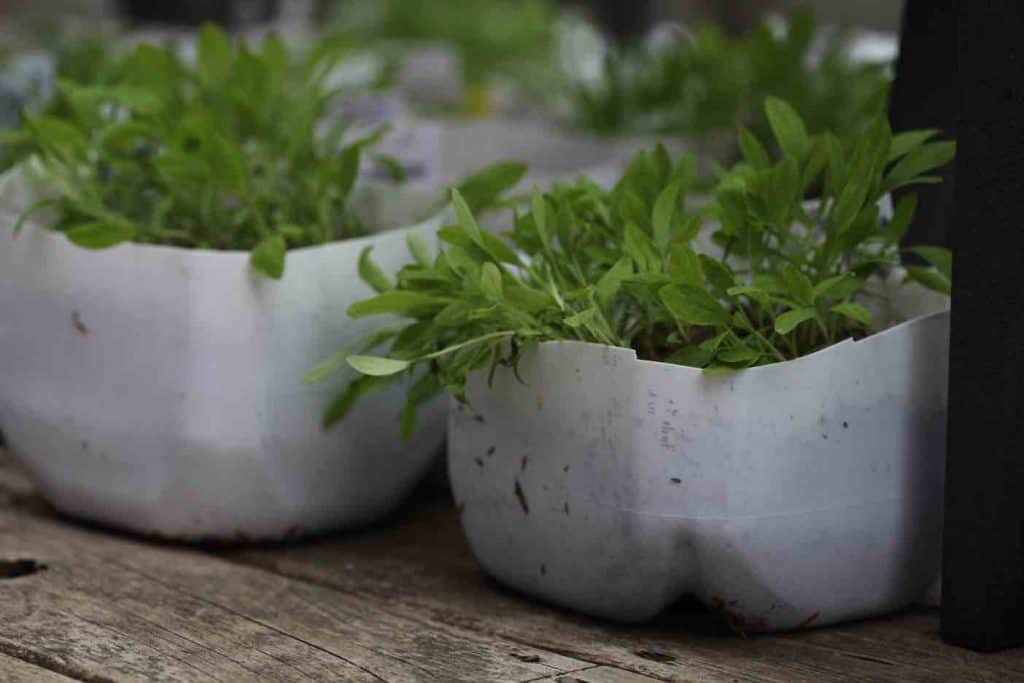 green seedlings sown in milk jugs
