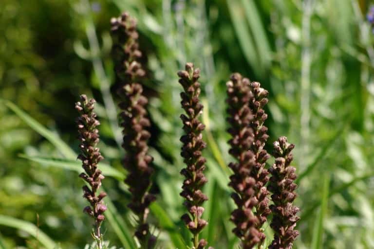 spent blooms of Liatris