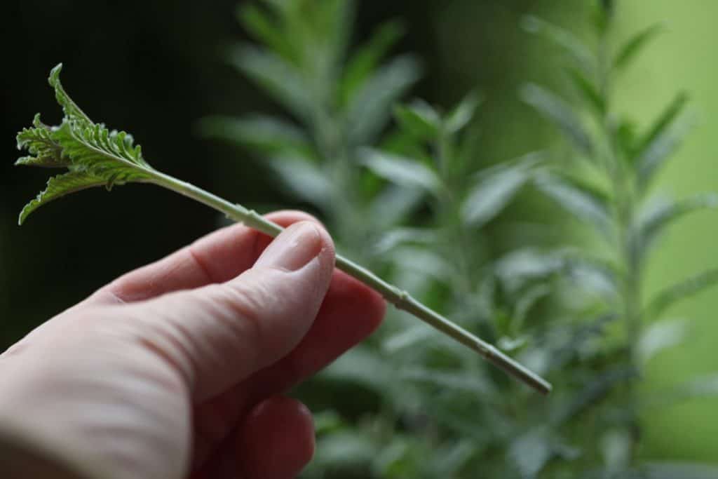 stem of Russian Sage, showing how to propagate by cuttings