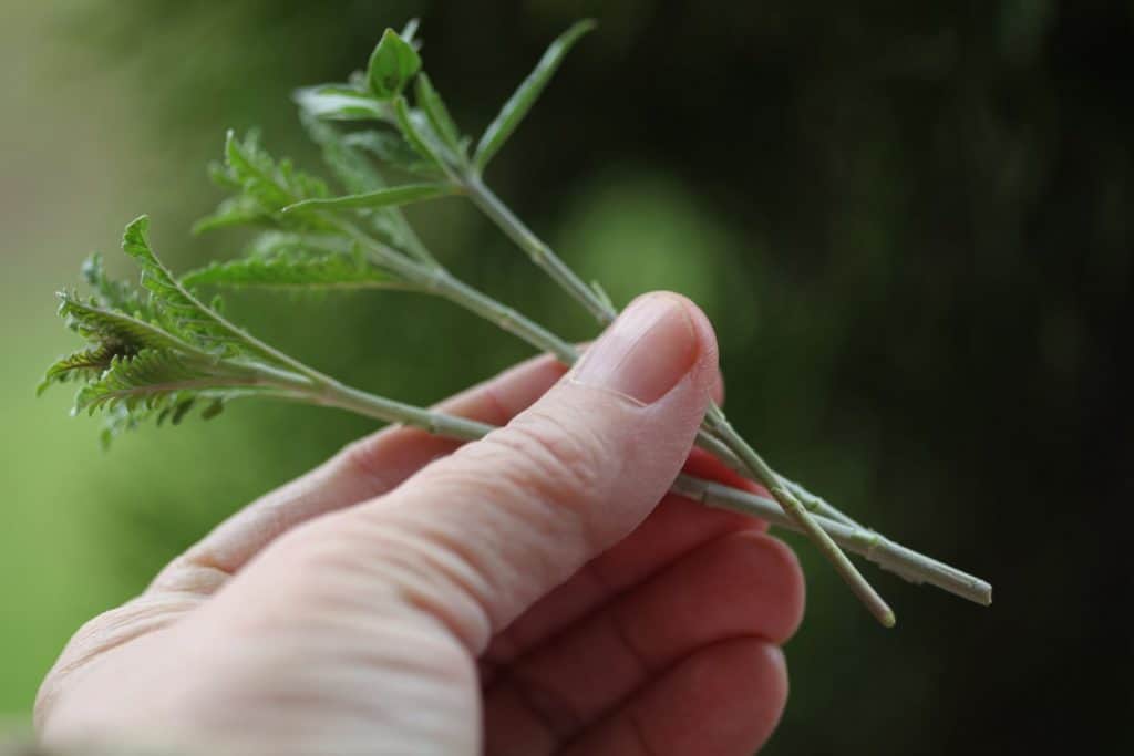 hand holding up multiple cuttings of Russian Sage