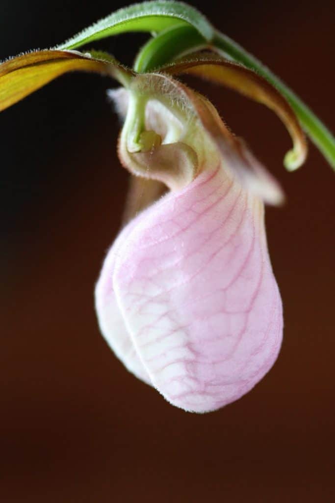 pink lady slipper with a blurred brown background, discussing can you pick Lady Slippers