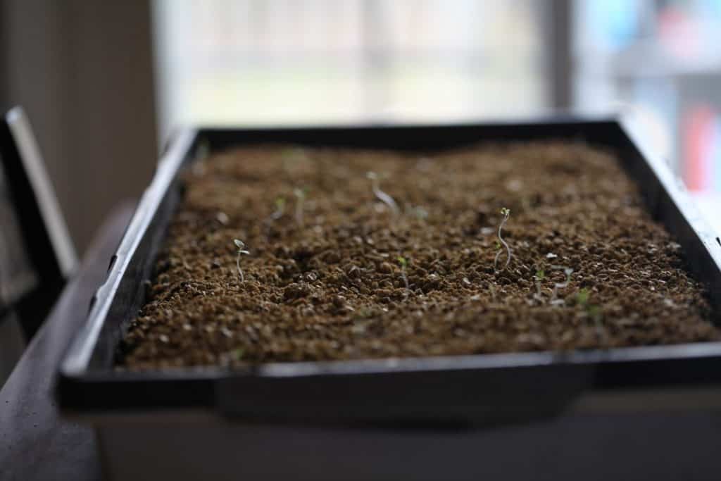 cell tray with delphinium seedlings just germinated, showing how to grow delphiniums from seed