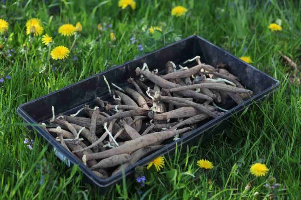 dahlia tubers in a black tray ready to be planted