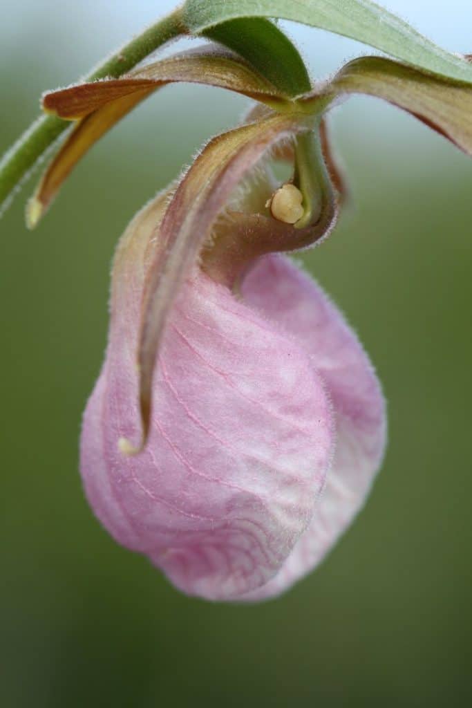 picture of a pink lady slipper, discussing  can you pick lady slippers?