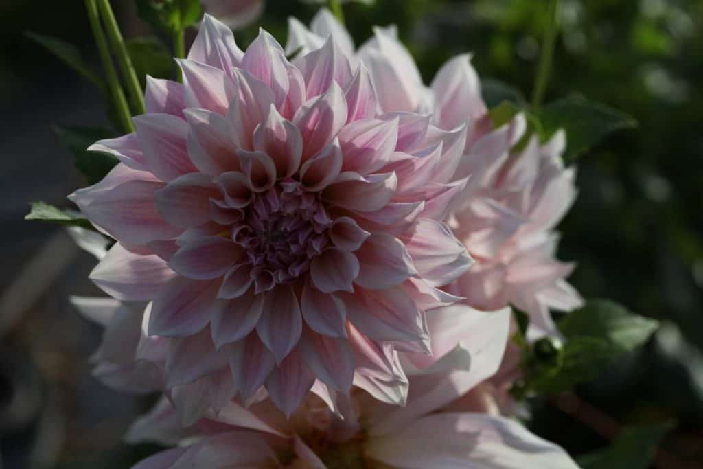 Cafe Au Lait Dahlias growing in the garden