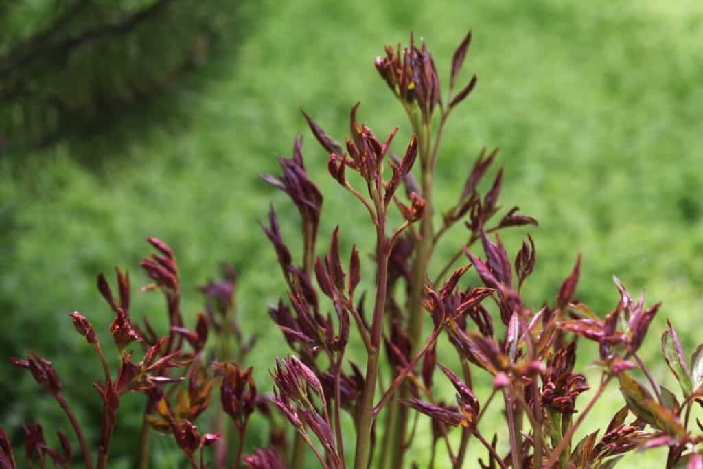 new burgundy peony stems in spring, against a green blurred background