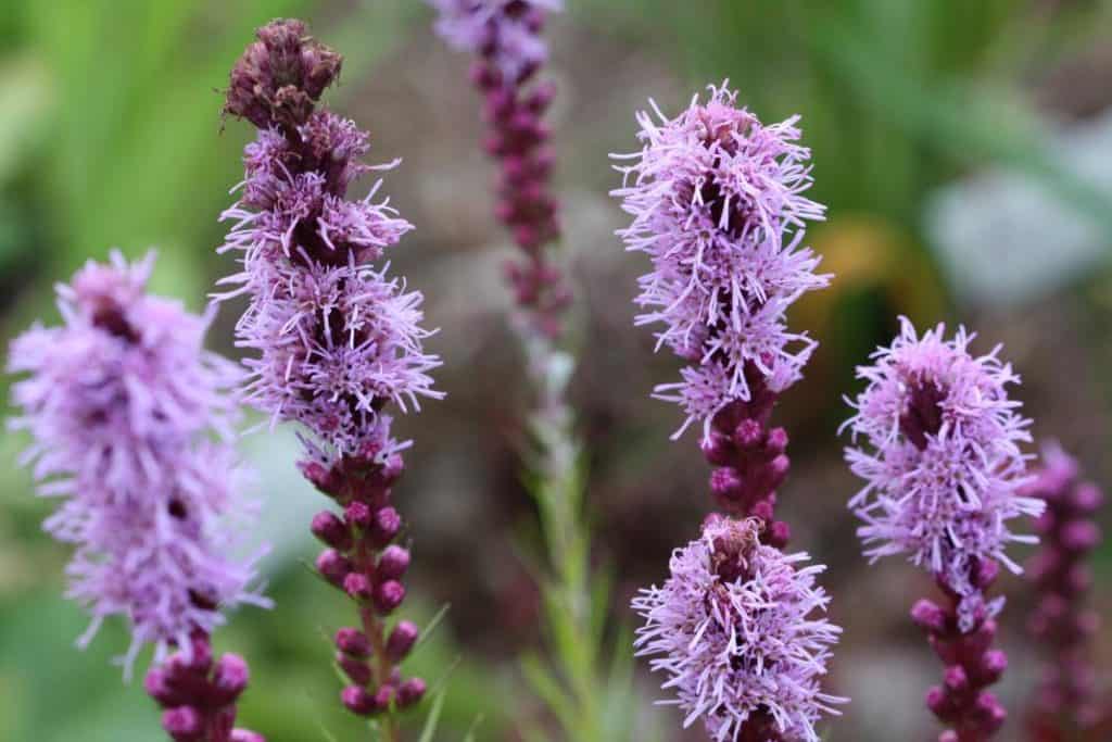 purple liatris blooms growing in the garden