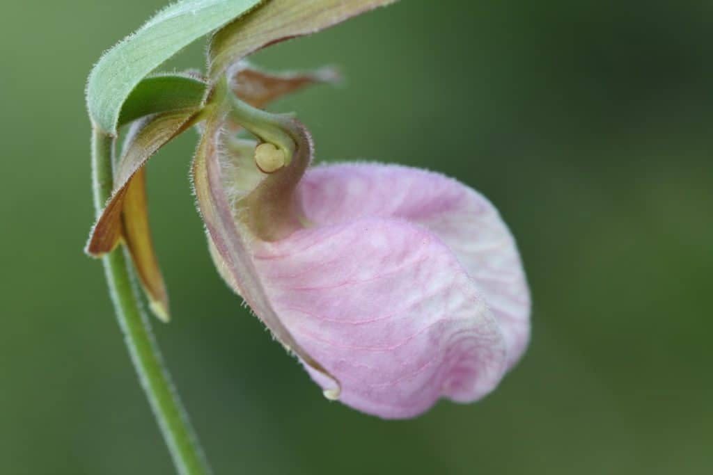a pink lady slipper with a green blurred background