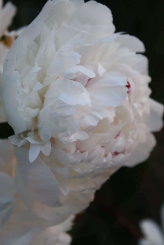 white peony against a black background