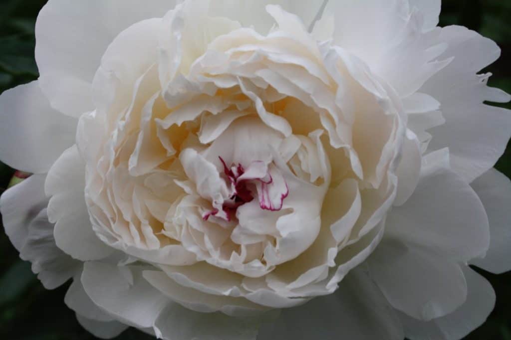 closeup of a white peony in the garden