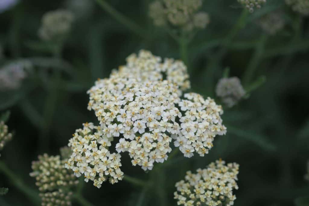 white blooms of yarrow, a companion plant for Russian Sage