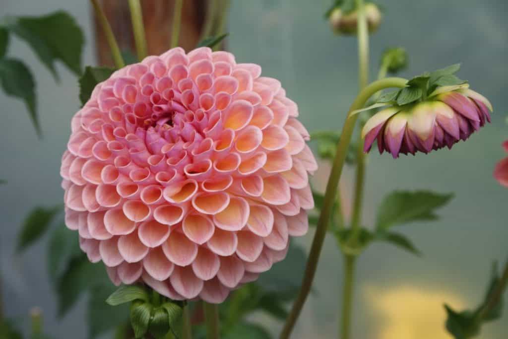 pink dahlia bloom and bud