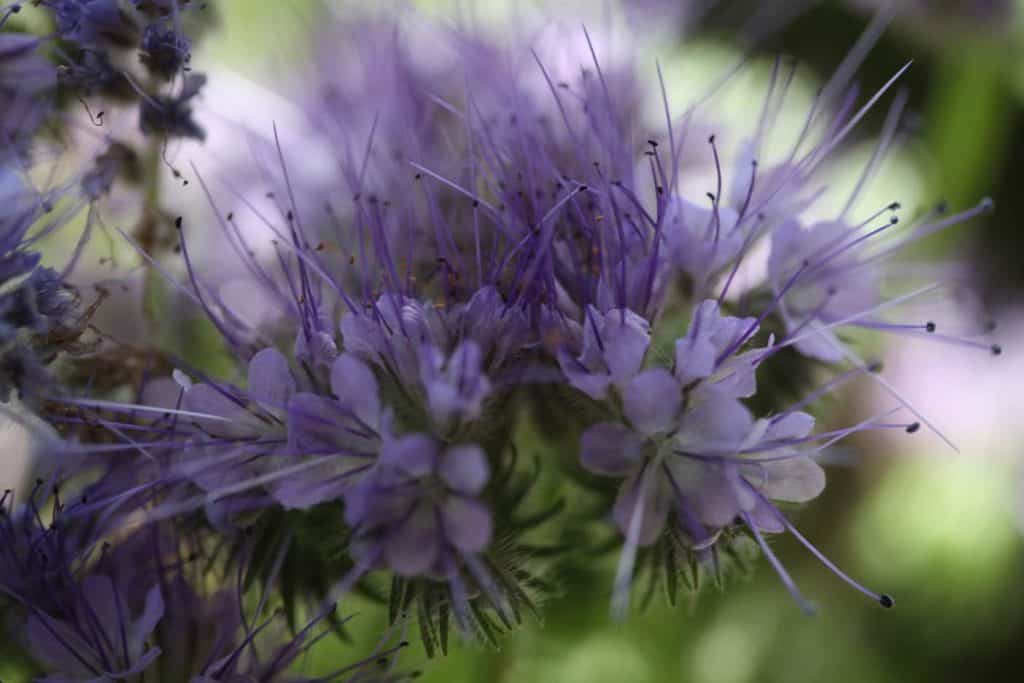 purple blooms with spikes against a green blurred background