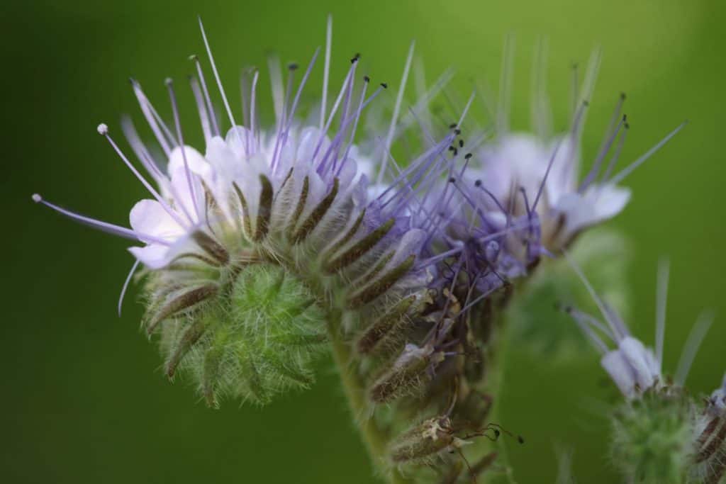 purple flowers with spiky parts unfurling against a green blurred background