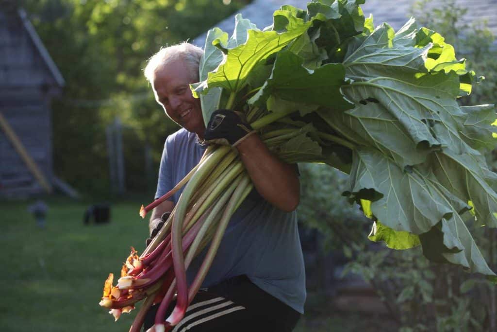 a man carrying rhubarb over his shoulder