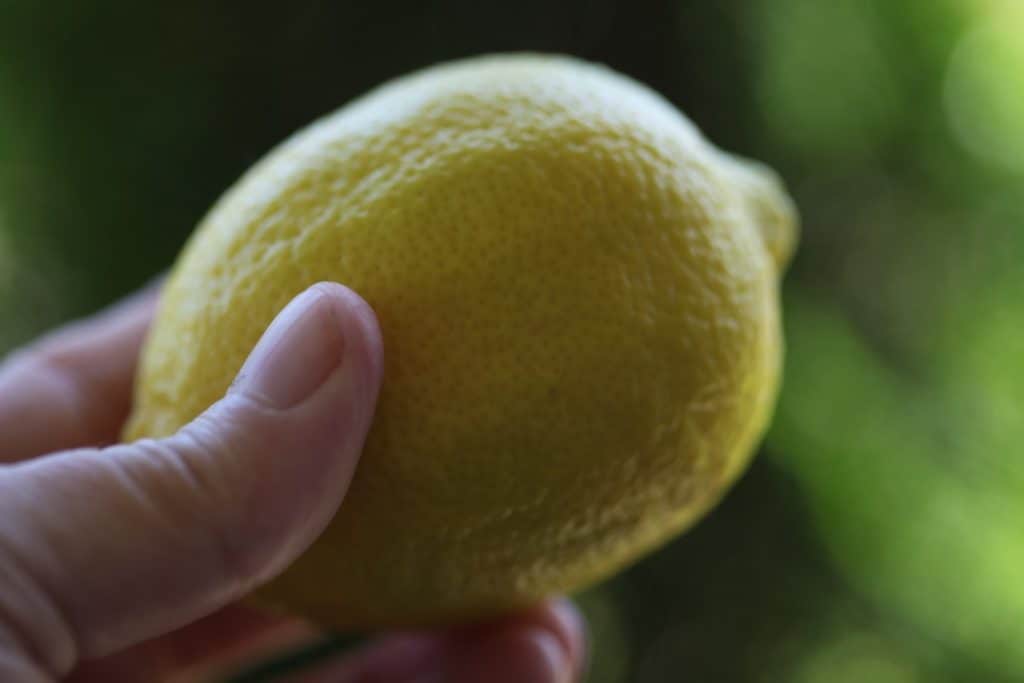 a hand holding a whole lemon against a blurred green background