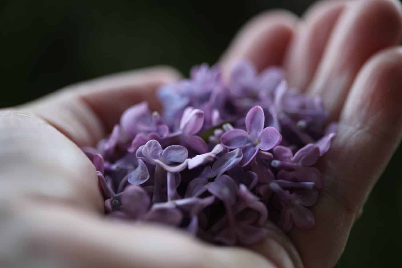 How To Make Lilac Sugar ~ A Sparkling Taste Of Spring - Farmhouse & Blooms