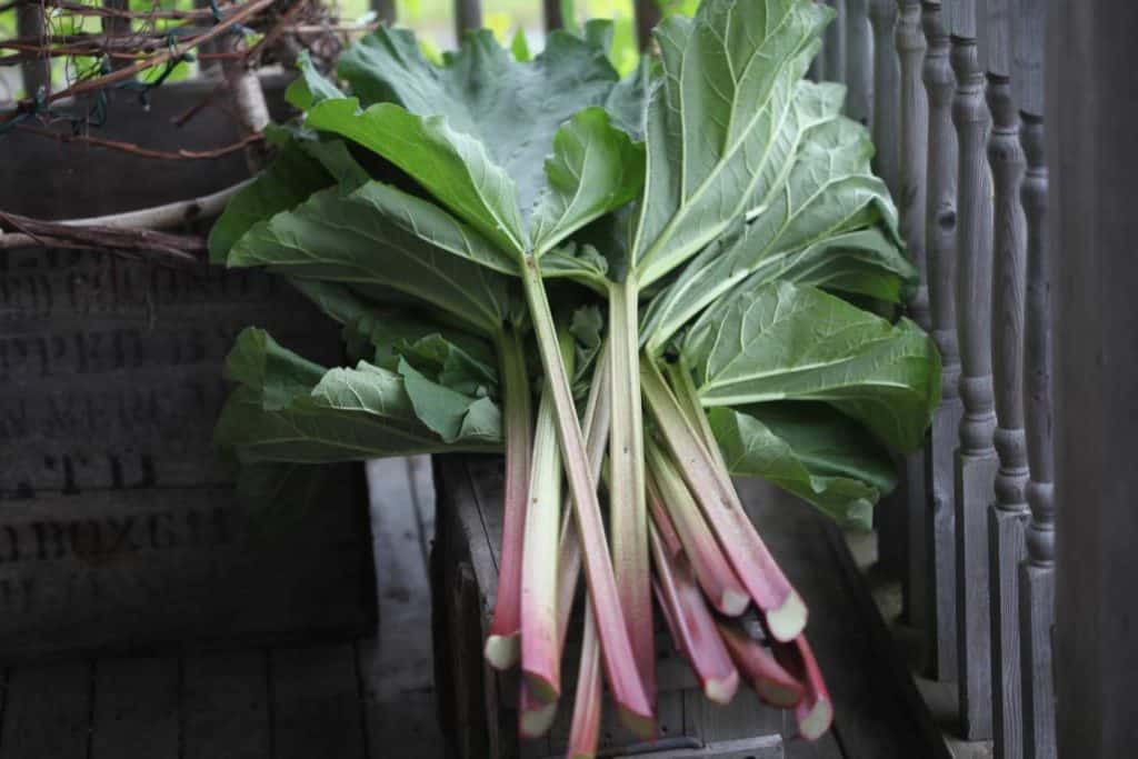 rhubarb stalks and leaves