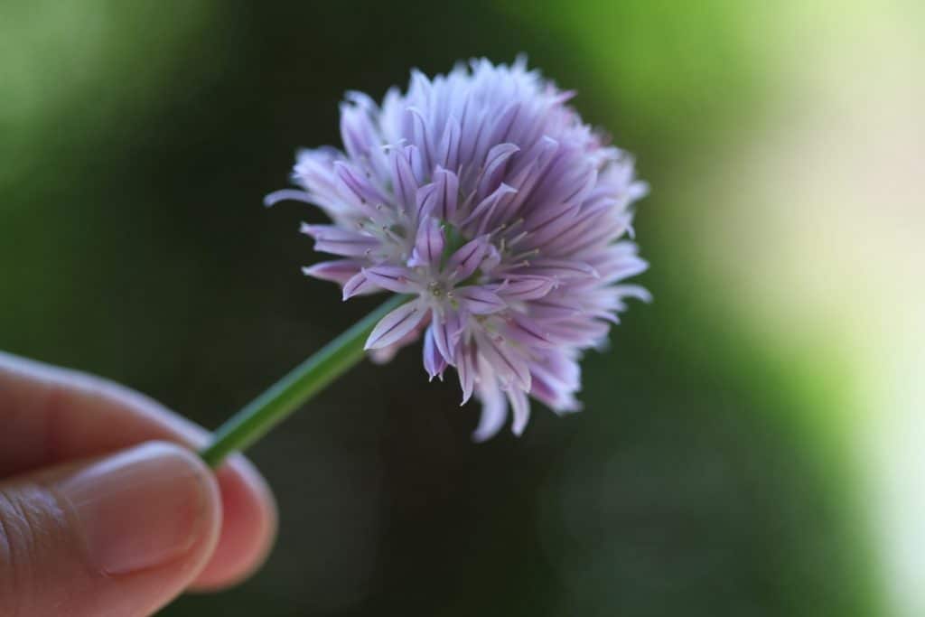 fingers holding a purple chive bloom and green stem, against a green blurred background