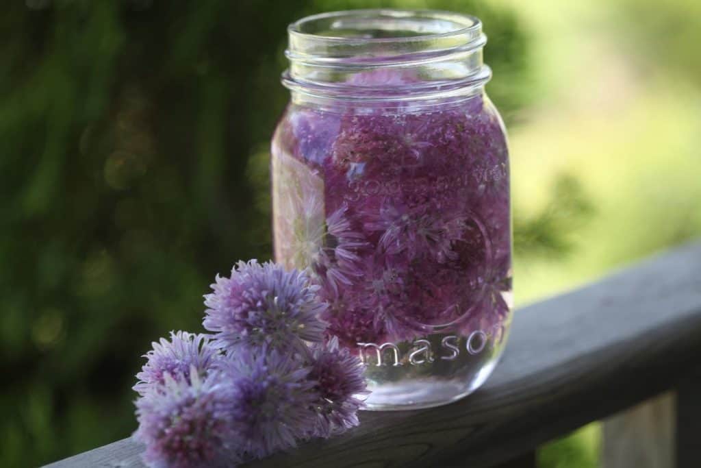 purple chive blossoms infusing in a mason jar of distilled white vinegar, showing how to use fresh chives from the garden