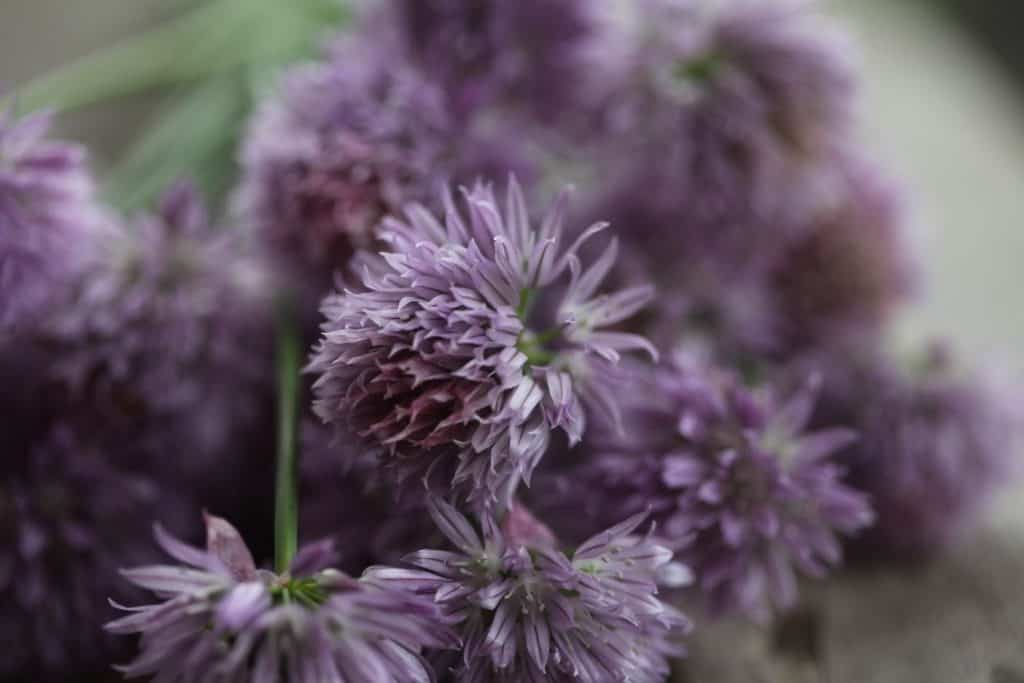 purple chive blossoms against a blurred background