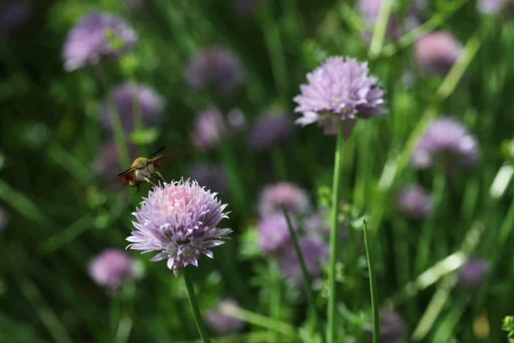 purple blossoms of chives in the garden