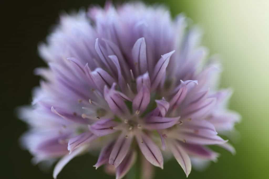 close up of a purple chive bloom against a green blurred background