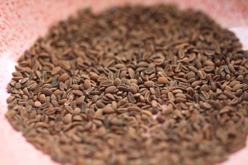 brown phacelia seeds in a pink bowl showing how to grow phacelia