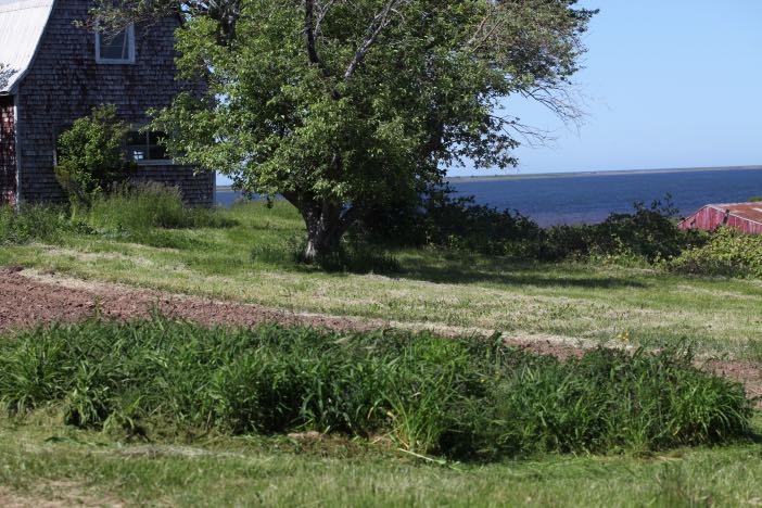 daylilies growing in a field